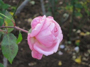 Rose of Mary 1